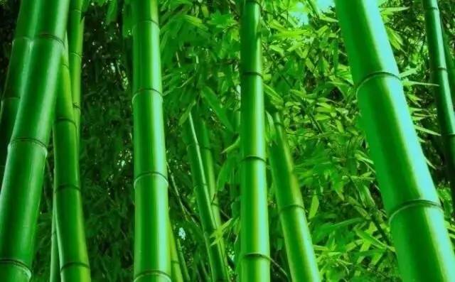 马云称:这是中国独有智慧,比任何材质更具风韵气质-竹,风