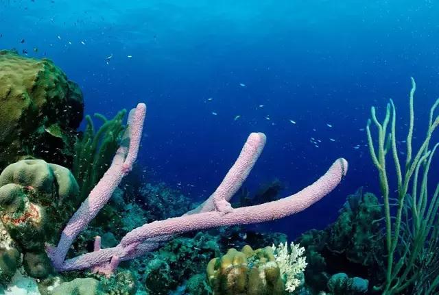 伯利兹旅游视频,伯利兹攻略