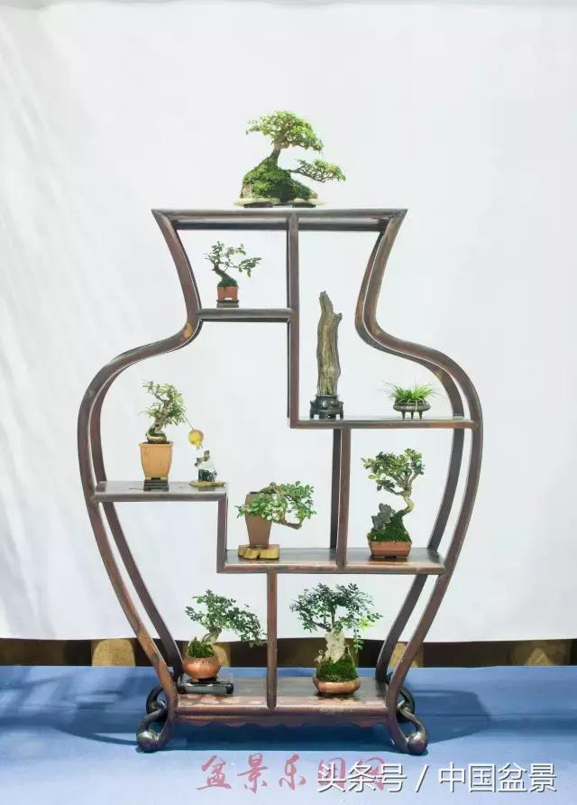 哪些野草适合微型盆景,小品盆景和微型盆景有区别吗