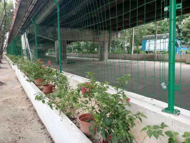 番禺|这天，我在南浦桥底偷摘了一朵花，为祖国母上庆生