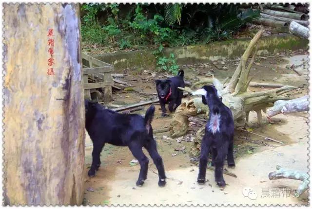 童话故事山羊和狼,童话故事山羊历险记