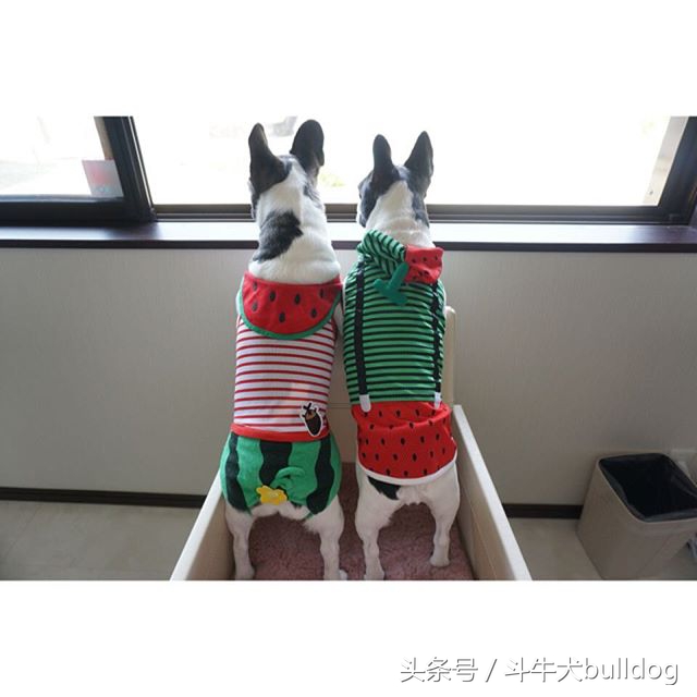 法国斗牛犬它的最大特点,法国斗牛犬性格特点