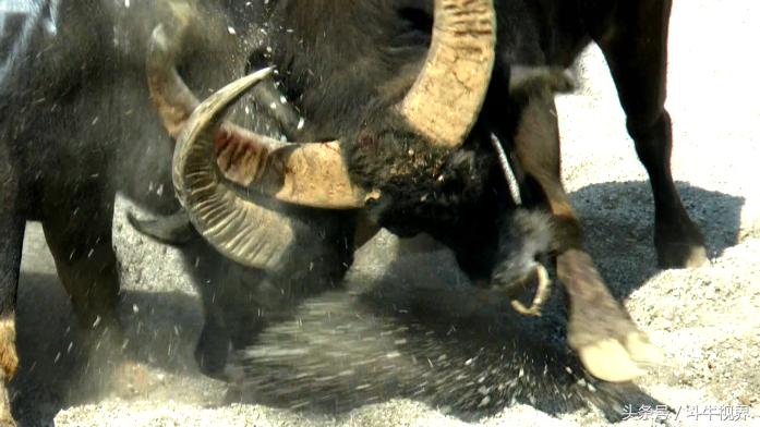 2018年贵州超级牛王争霸赛,2022年贵州牛王争霸赛第一名