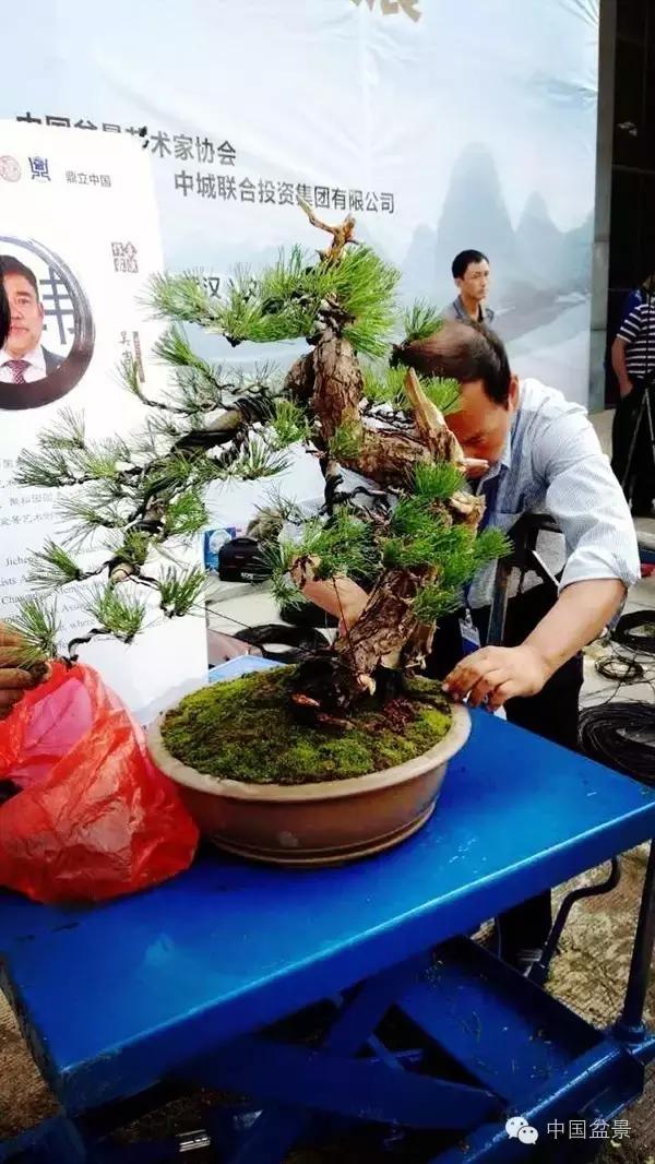 盆景制作与市场,盆景行业的内幕