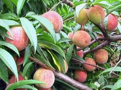 关于水果的那些秘密，湖北老乡看过来！