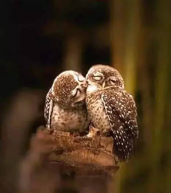 高级合照双人手势,男女拥抱接吻写真高级感照片