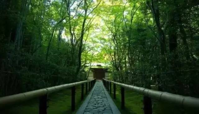 马云称:这是中国独有智慧,比任何材质更具风韵气质-竹,风