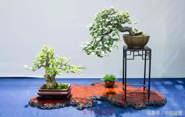 哪些野草适合微型盆景,小品盆景和微型盆景有区别吗