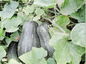 馒头君和南瓜妹的正确打开方式，厉害了我的馒头君