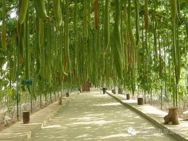 秦皇岛的秋景,河北秦皇岛风景秋季