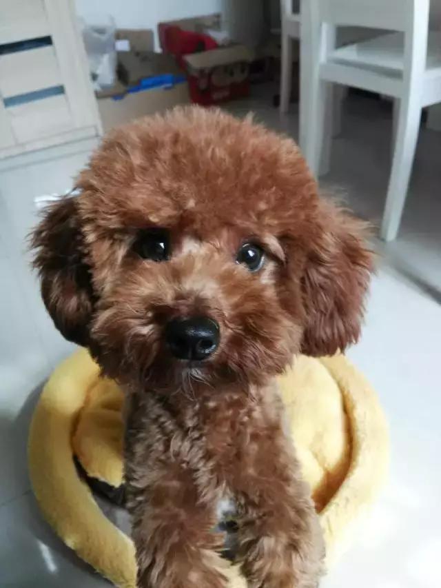 全犬种成犬粮和全价成年期犬粮,犬种专用粮和通用狗粮有什么区别