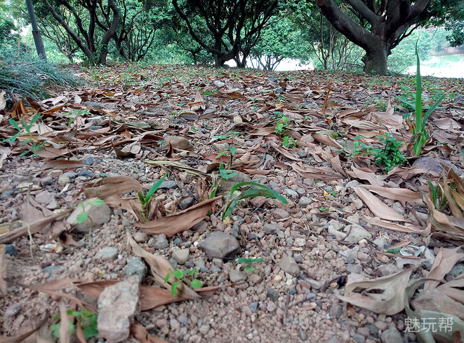 魅蓝max手机详细参数,魅蓝max边框拆解