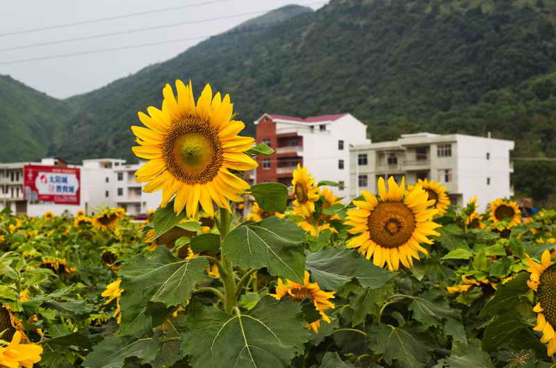 东楚风s带您提前体验阳新乡博园