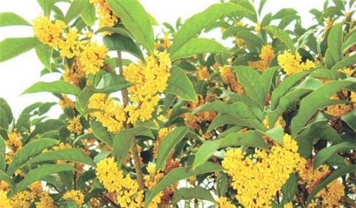 最佳赏桂花地点手绘地图,桂花赏花地图