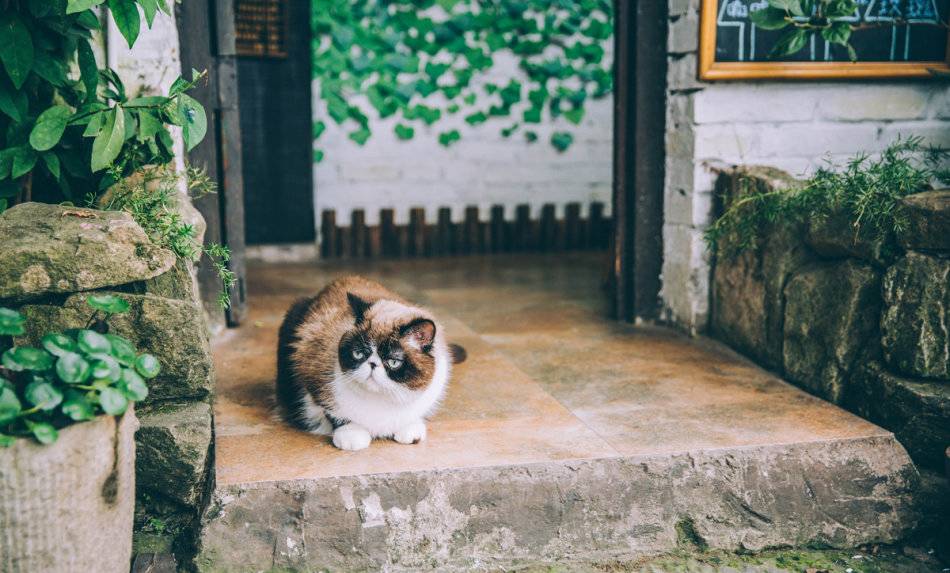 干货|从这些重庆小店路过，瞬间治愈蓝瘦香菇