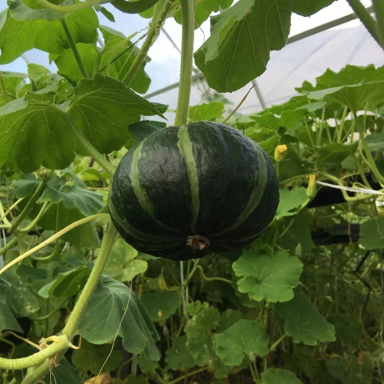 黄埭西瓜子江苏老字号,黄埭西瓜子