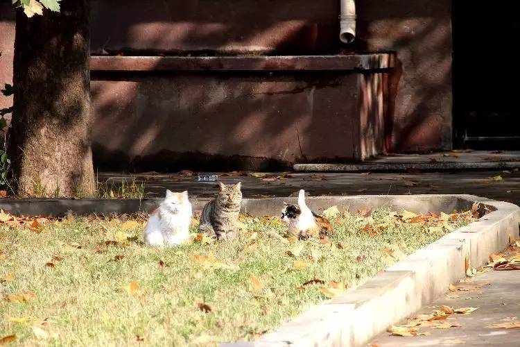 西法大,西法大以后还能评上双一流吗