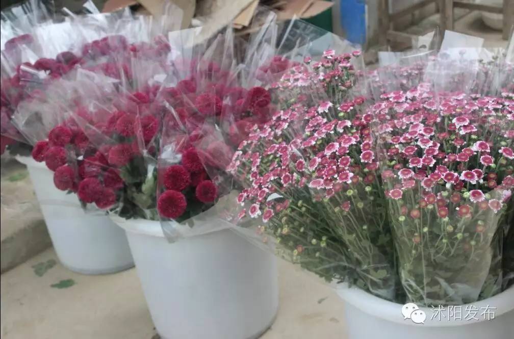 沭阳旅游好去处有哪些,沭阳游玩的地方有哪些