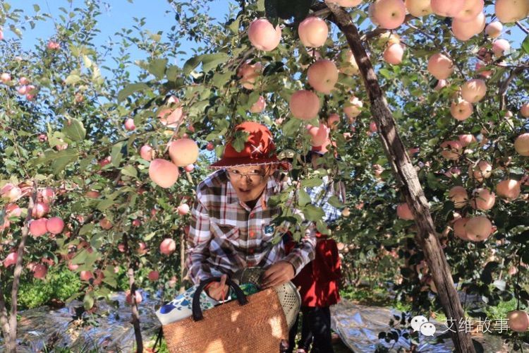 艾维wwoofer之：从艾维的世界路过