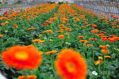 沭阳旅游好去处有哪些,沭阳游玩的地方有哪些