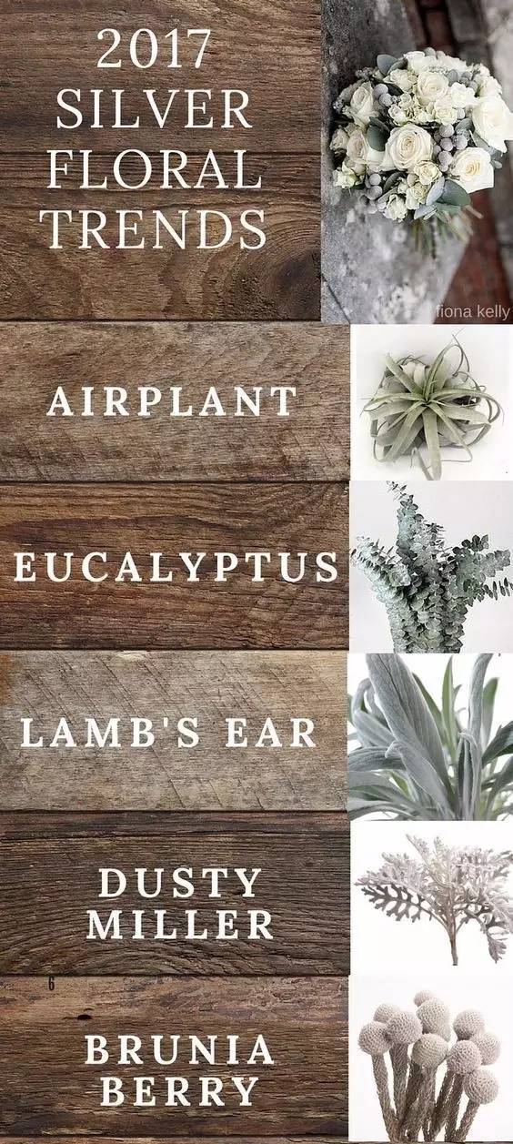 你知道多少种菊花,容易养的花卉品种名字