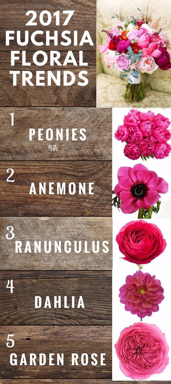 你知道多少种菊花,容易养的花卉品种名字