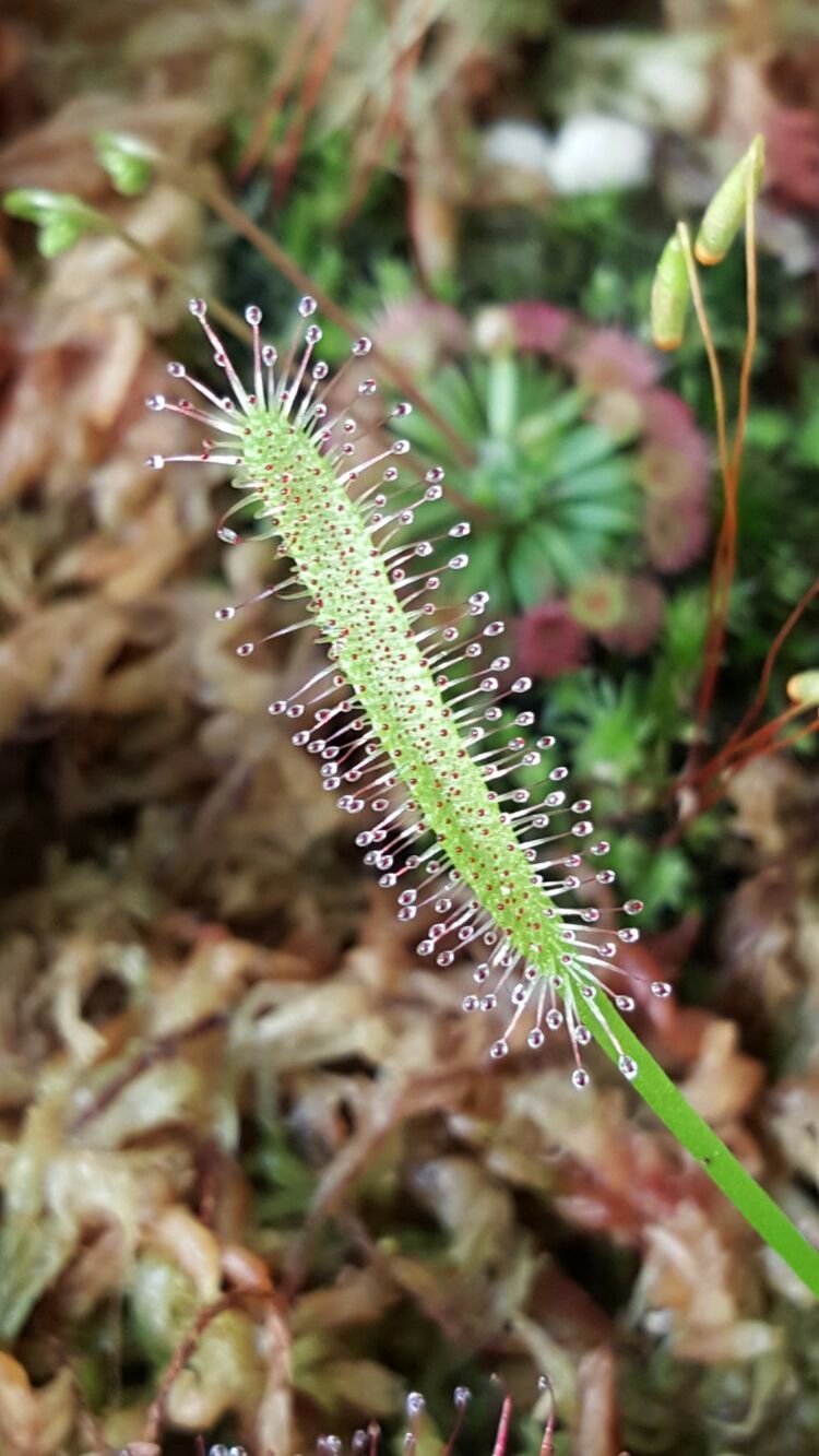 向阳的玻璃花房,玻璃花房设计建造