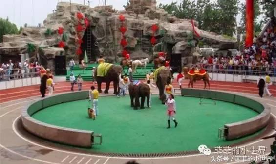 周记秋游上海野生动物园,上海野生动物园春秋游