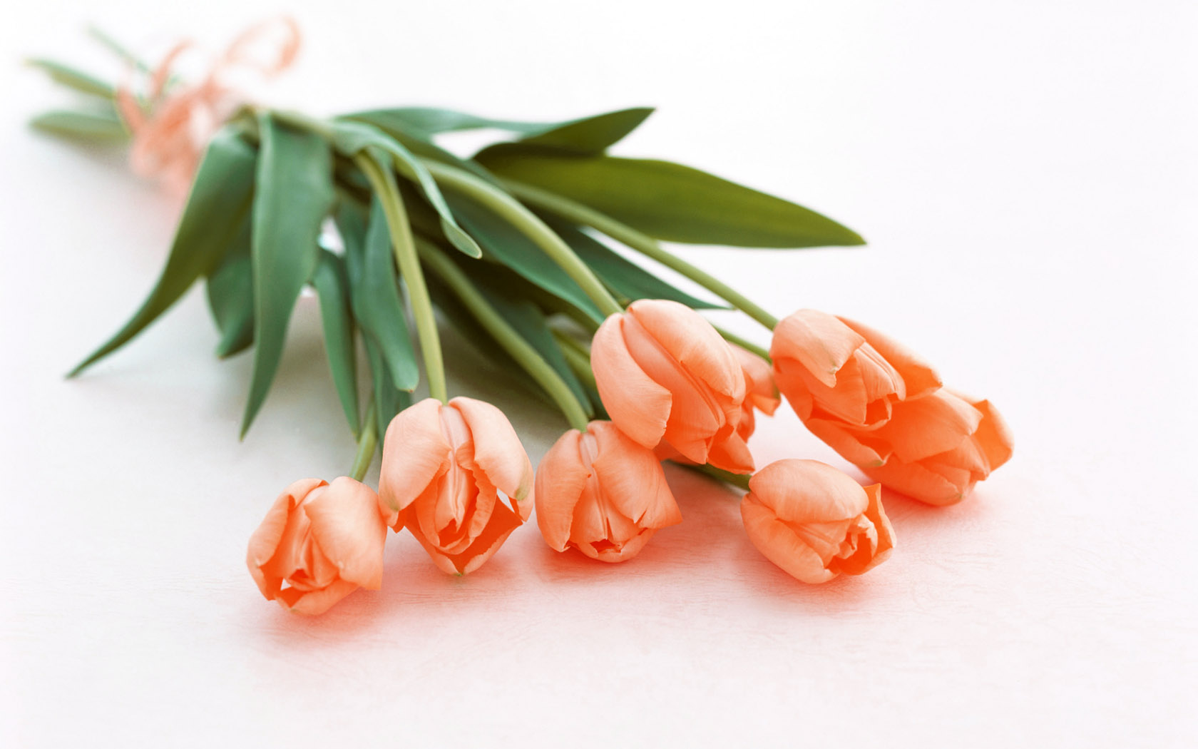 猫咪绝对不能吃的东西,猫咪能吃的食物