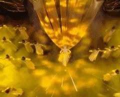 唐嫣一身潮装启程巴黎看秀,唐嫣山寨高定