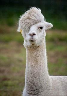 羊驼草泥马,羊驼可不就是草泥马