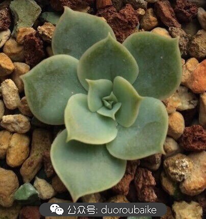 小盆多肉浸盆,小盆养多肉还用陶粒吗