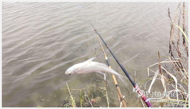 菜地钓鲫鱼绝密技巧,菜地钓白条视频大全