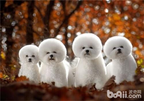 什么狗狗毛发比较软好养,掉毛少好打理的狗狗