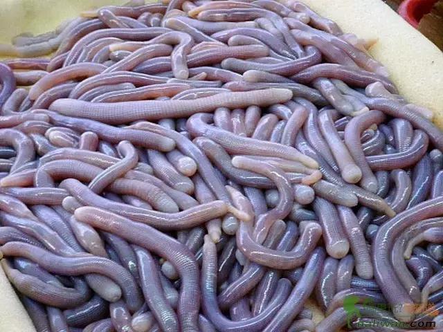 福建黑暗料理大全,福建十大黑暗美食