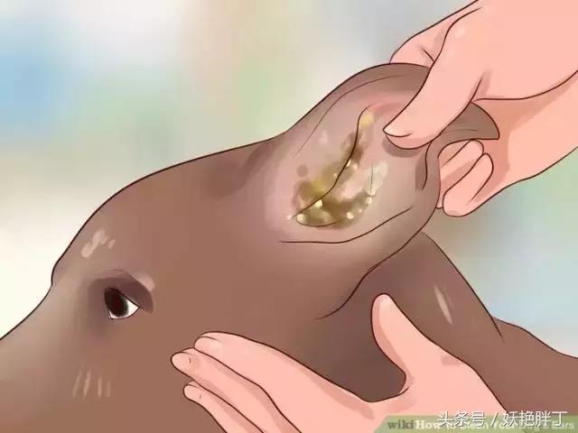 狗狗在家就可以做的体检方法！