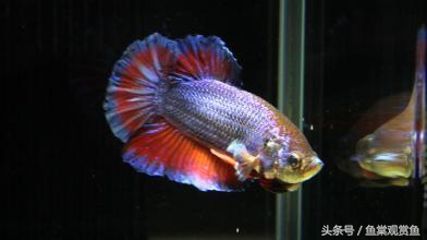 泰国斗鱼有多吸引人,泰国斗鱼动来动去