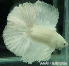 泰国斗鱼怎么样养好,泰国斗鱼有多吸引人