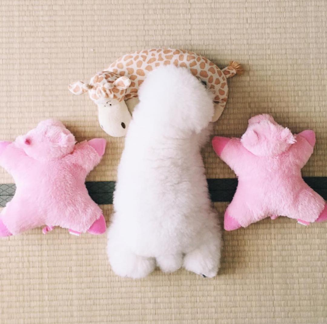 狗狗叼着玩具娃娃,狗狗玩玩具娃娃