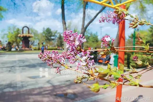 什么能够代表哈尔滨,哈尔滨代表人