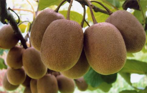 猕猴桃怎么吃才正确,怎样挑猕猴桃视频教程