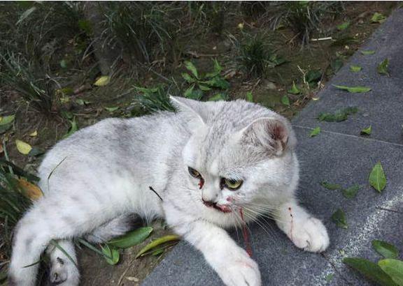 猫咪口吐红色血液露舌头,猫咪口吐鲜血腹式呼吸
