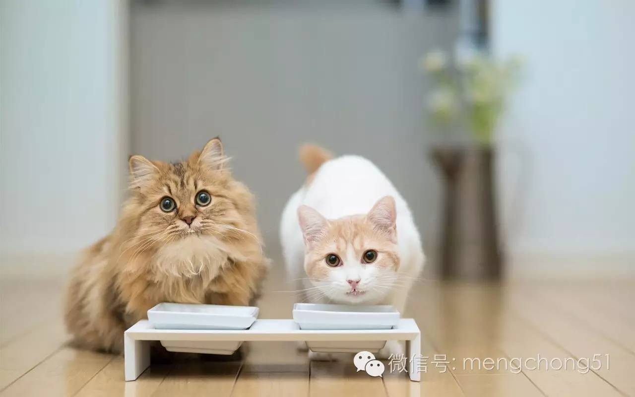 猫咪拉肚子怎么补救,猫咪拉肚子怎么治