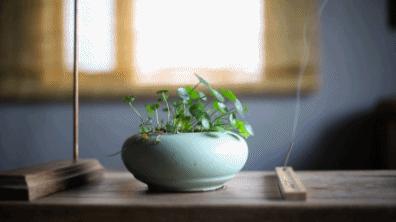 卖萌无罪怎么样,卖萌无罪厦门