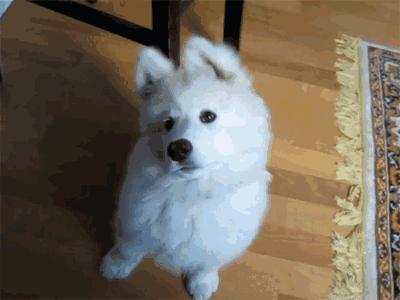 此生一定要养一只萨摩耶,相爱相杀的萨摩耶