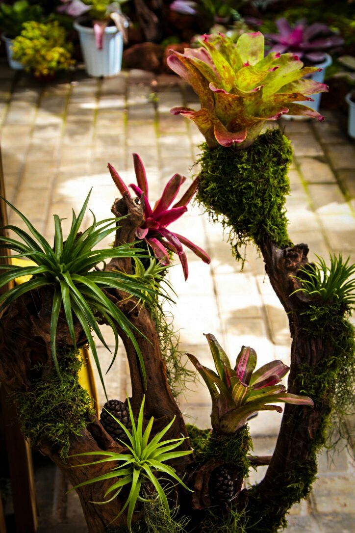 向阳的玻璃花房,玻璃花房设计建造