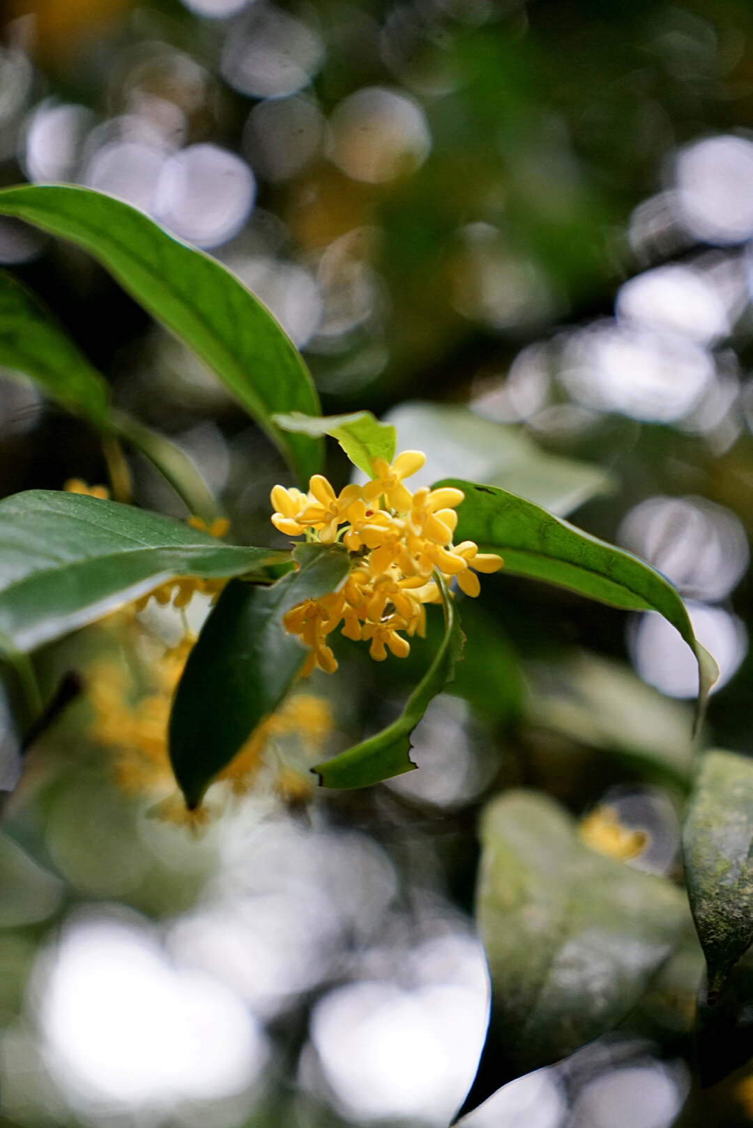 杭州赏桂花,杭州哪里赏桂花最好