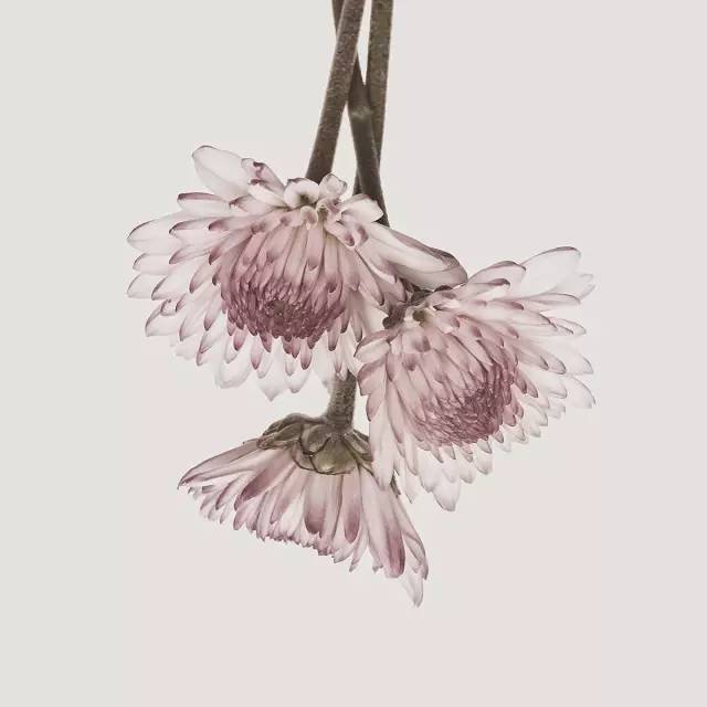 菊花味的清香,菊花的味道可以吸引好多人