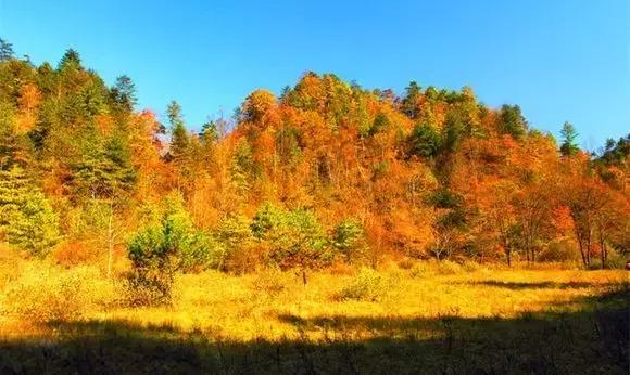 来黎坪看漫天红叶倾尽一城秋色,黎坪红叶照片