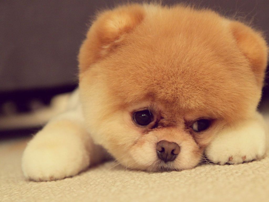 如何彻底治好狗狗皮肤病,快速解决狗狗皮肤病